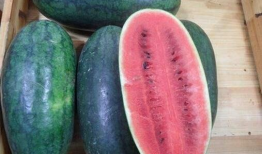 山东临沂吃瓜爆料视频,揭秘当地奇闻轶事